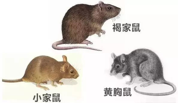 郑州灭老鼠厂家
